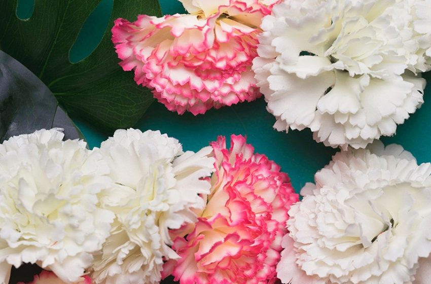  3 Sentimental Reasons to Give a Carnation Bouquet Singapore This Year